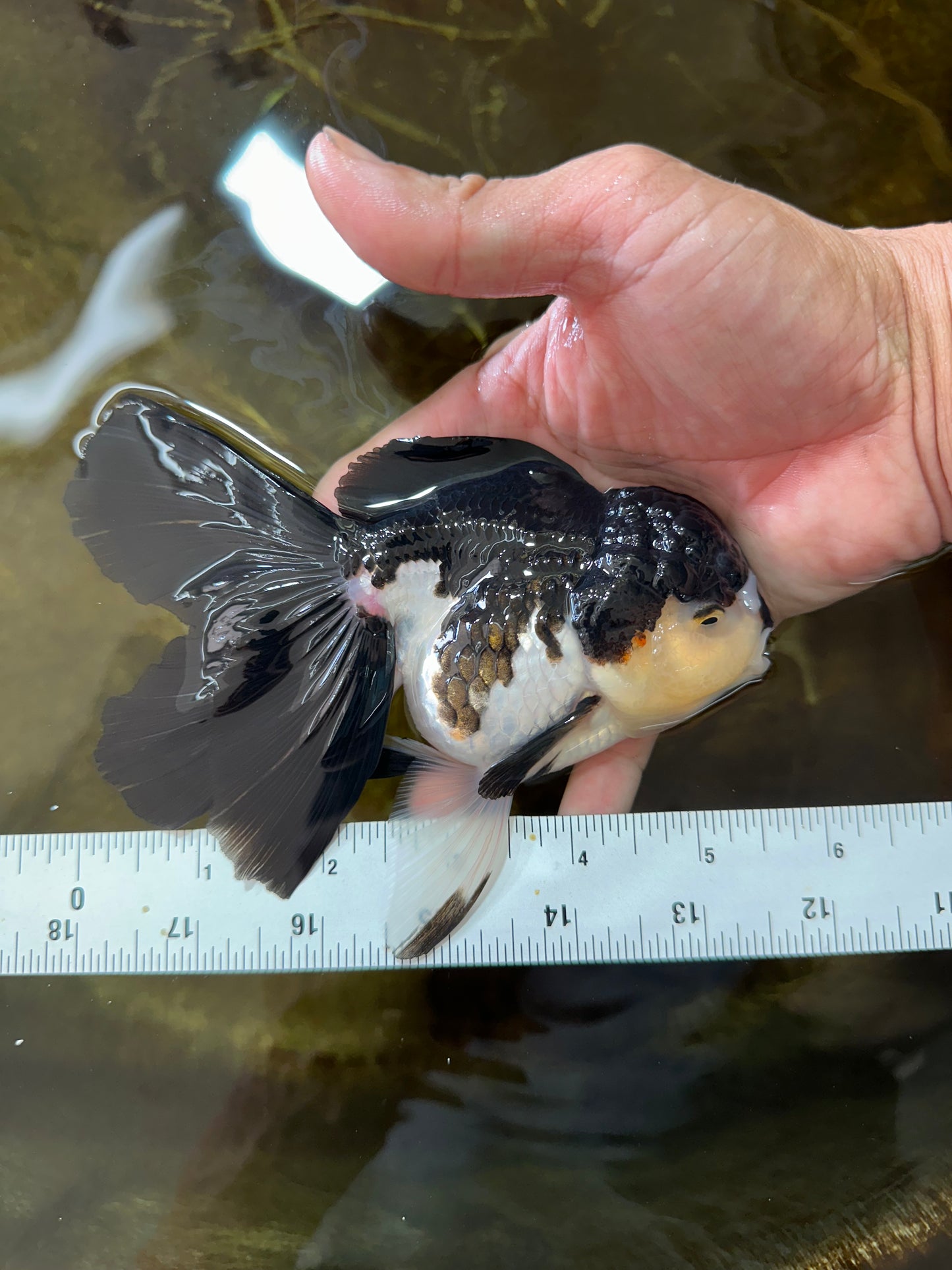 A Grade Panda Oranda Female 5.5 inches #082225OR_24