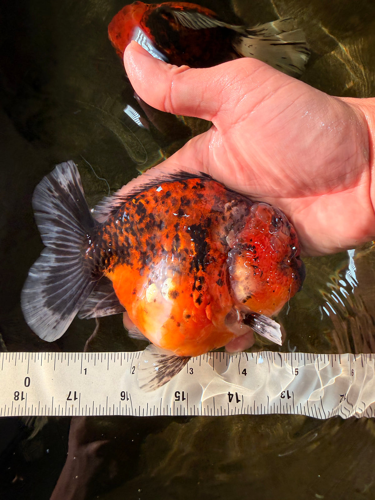 UNIQUE AAA Grade Tiger Yuanbao Male 5-5.5 inches #100926YB_01