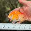 Red White Lionchu Female 4 inches #081426LC_19