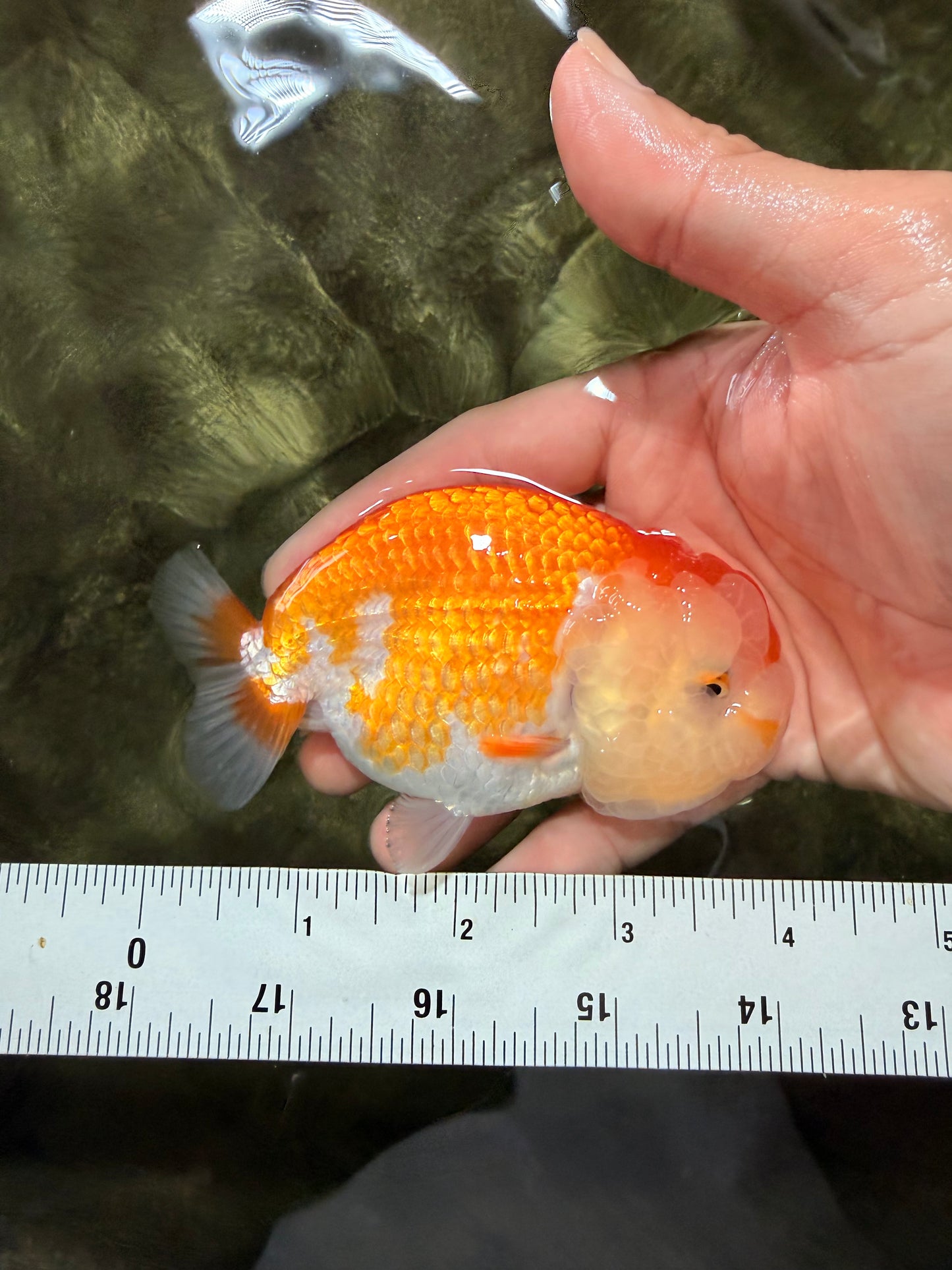 Red White Lionchu Female 4 inches #081426LC_19