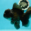 AAA Grade Black Phantom Oranda Male 6.5 inches #110124OR_01