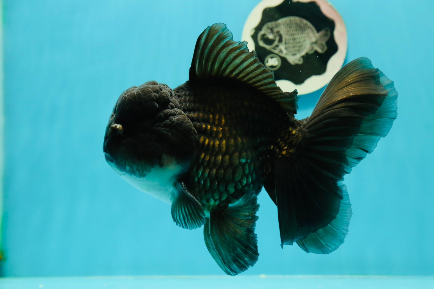 AAA Grade Black Phantom Oranda Male 6.5 inches #110124OR_01