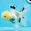 Panda macho de ojos de botón de grado A, oranda, 5 pulgadas, n.º 0920OR_25