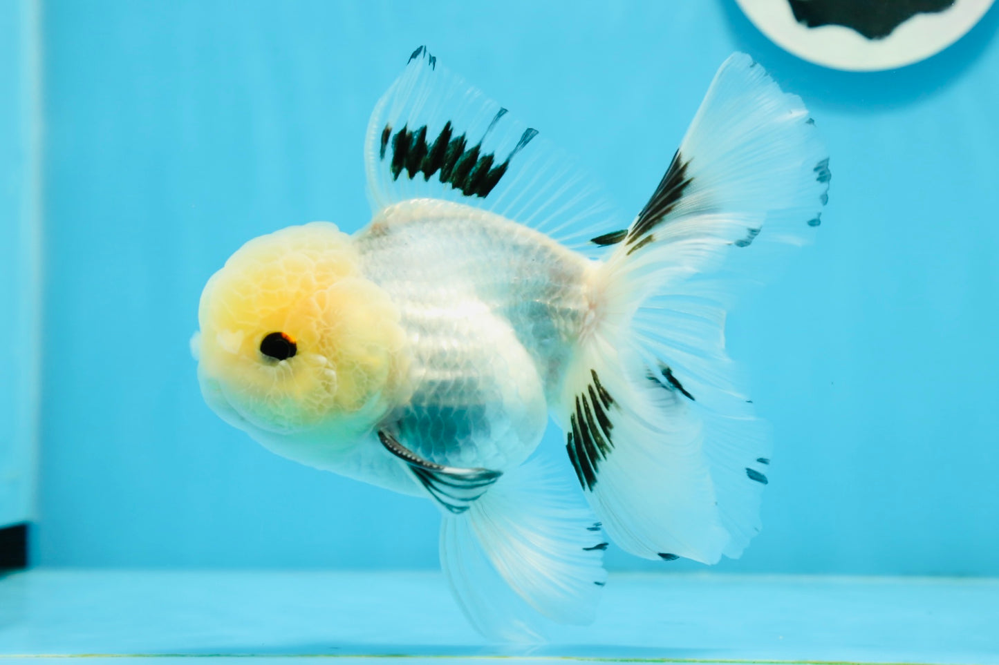 Panda macho de ojos de botón de grado A, oranda, 5 pulgadas, n.º 0920OR_25