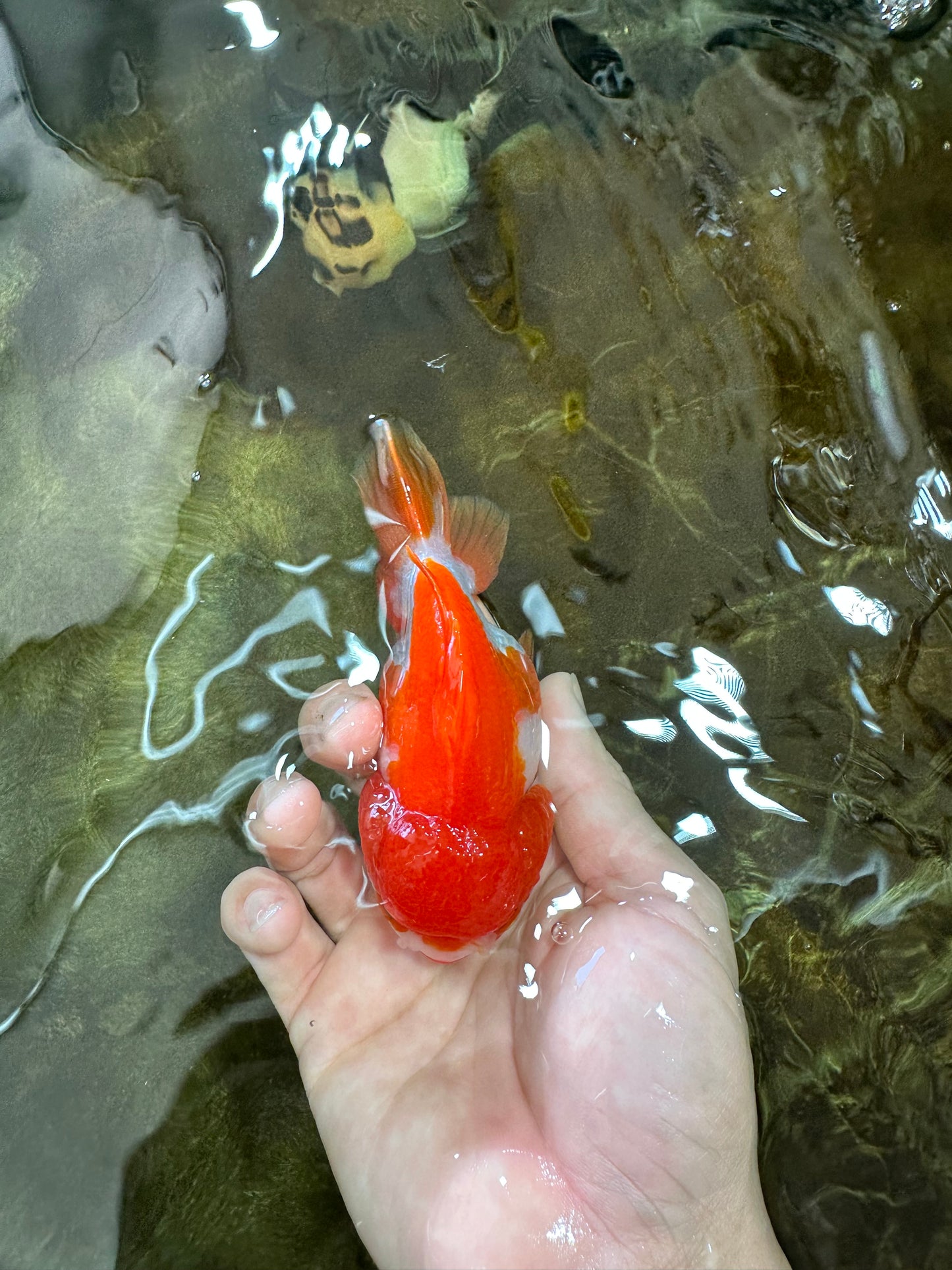 Red White Yuanbao Female 4-4.5 inches #062725YB_12