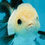 A Grade Panda Oranda Female 4.5  inches #121324OR_18