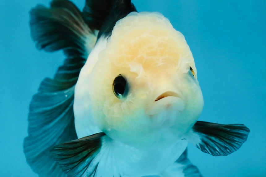 A Grade Panda Oranda Female 4.5  inches #121324OR_18