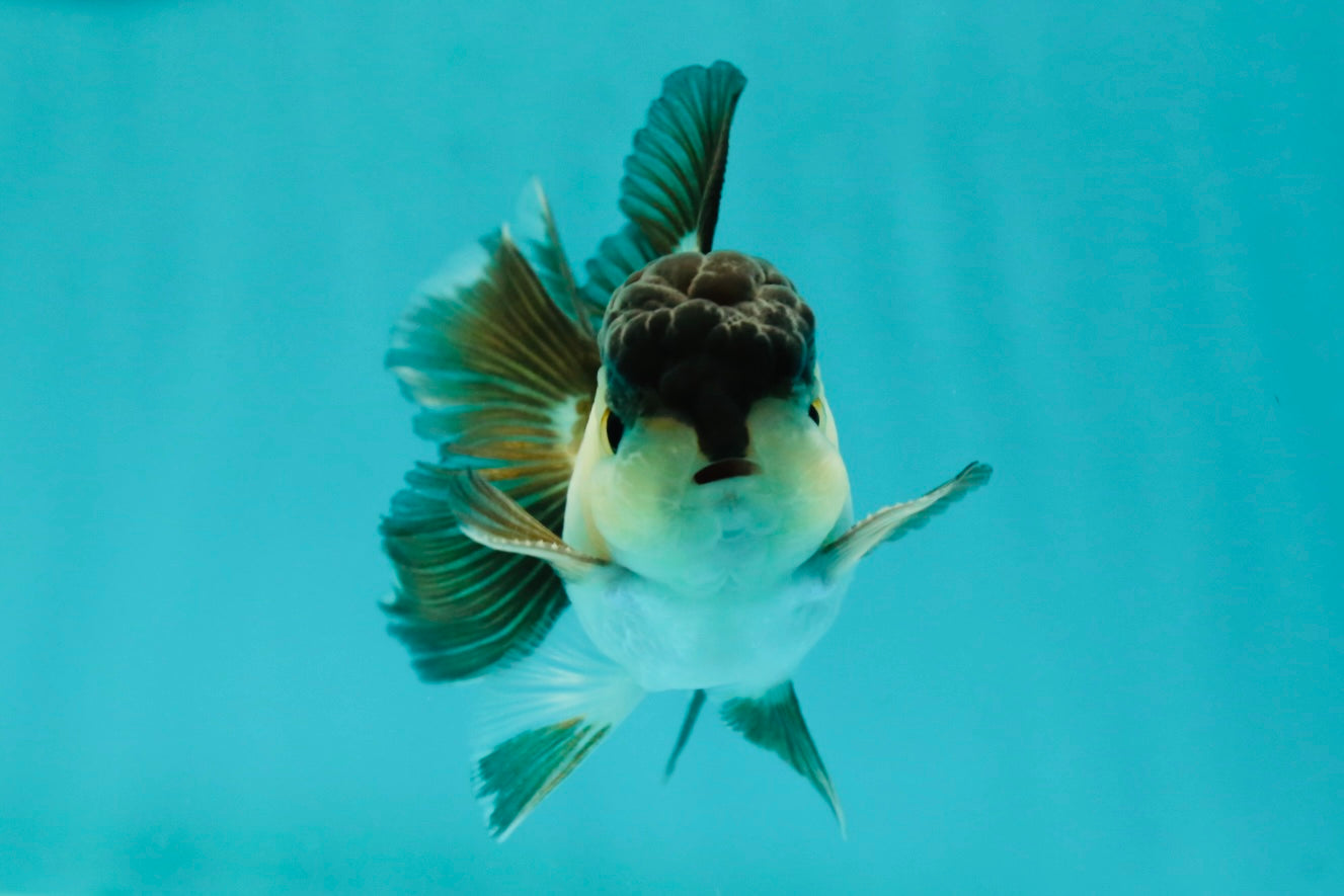 Panda Oranda Male 3-3.5 inches #1018OR_14