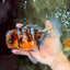A Grade Sanke Oranda Male 6.5 inches #080726OR_20