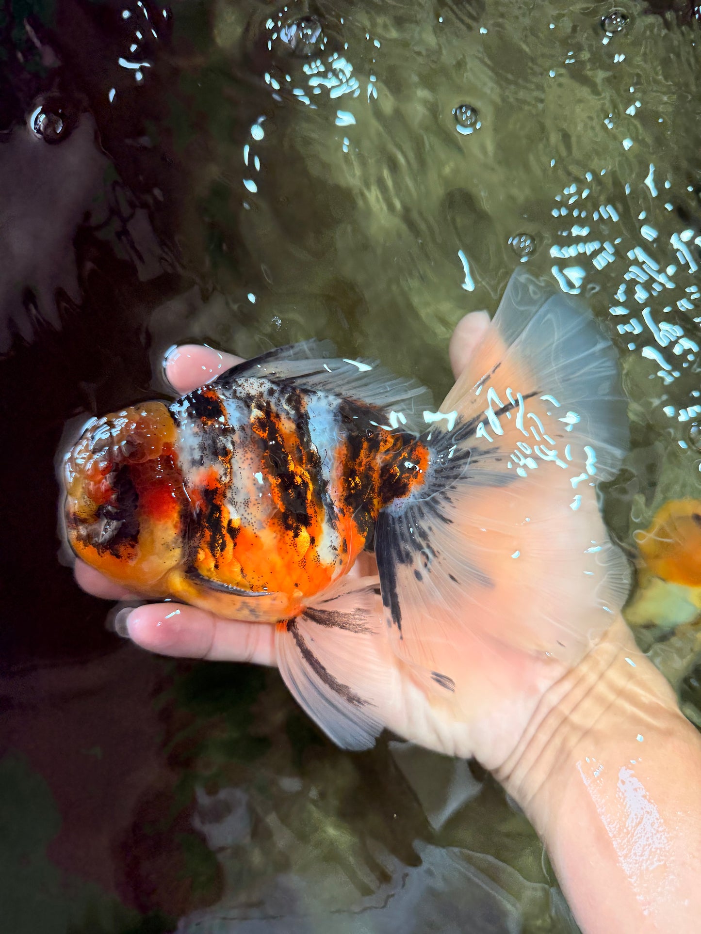 A Grade Sanke Oranda Male 6.5 inches #080726OR_20