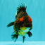 AAA Grade Tiger Yuanbao Male 5 inches #061926YB_35