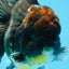 AAA Grade Young Godzilla Sakura Kirin Oranda Male 6 inches #081525OR_11