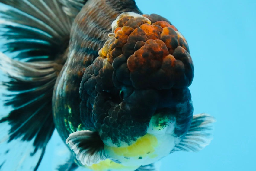 AAA Grade Young Godzilla Sakura Kirin Oranda Male 6 inches #081525OR_11