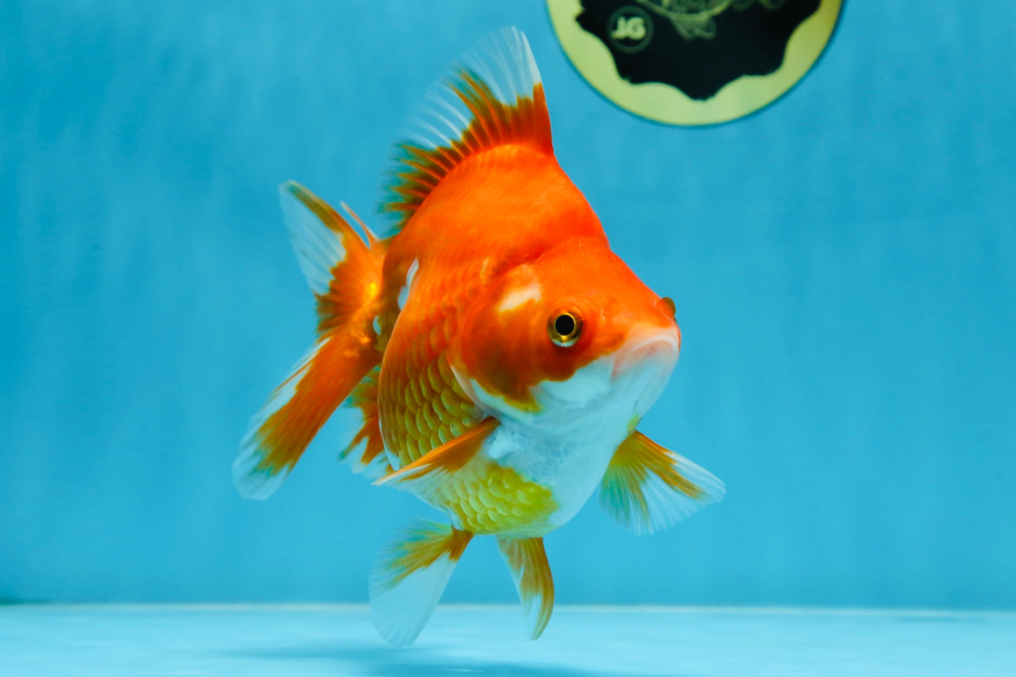 AAA Grade Ryukin Red White Female 5.5 inches #070425RK_02