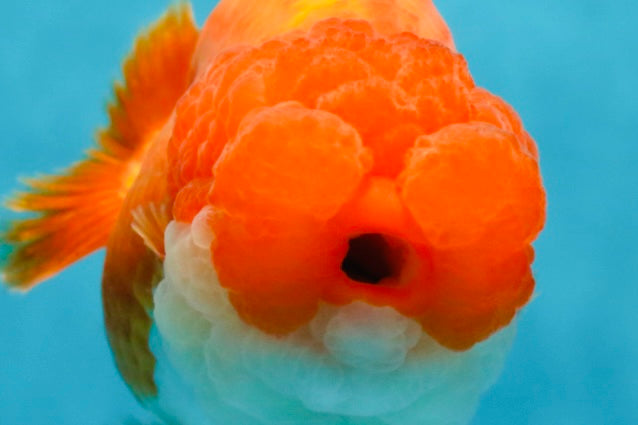 TOP WEN AAA Grade SUPER WEN Red White LionQueen 4.5 inches #050225LC_17