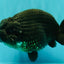 CHUBBY A Grade Black LionQueen 6 inches #101626LC_22
