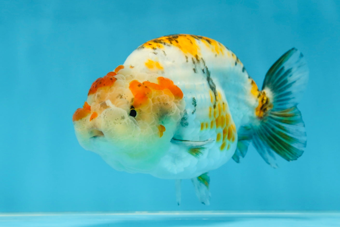 AAA Grade Tricolor LionQueen 4.5 inches #062025LC_10