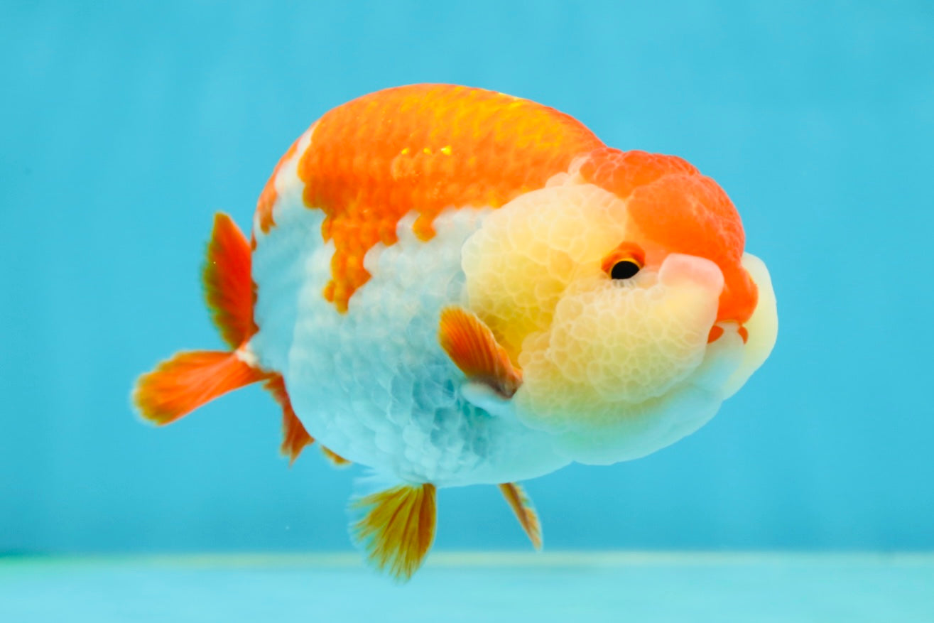 AAA Grade Red White LionKing 4.5 inches #050925LC_14