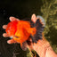 CHARLIE CHAPLIN AAA Grade Apache Oranda Female 5.5-6 inches #030626OR_27