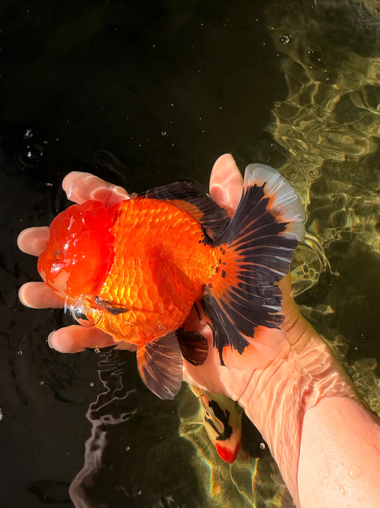CHARLIE CHAPLIN AAA Grade Apache Oranda Female 5.5-6 inches #030626OR_27