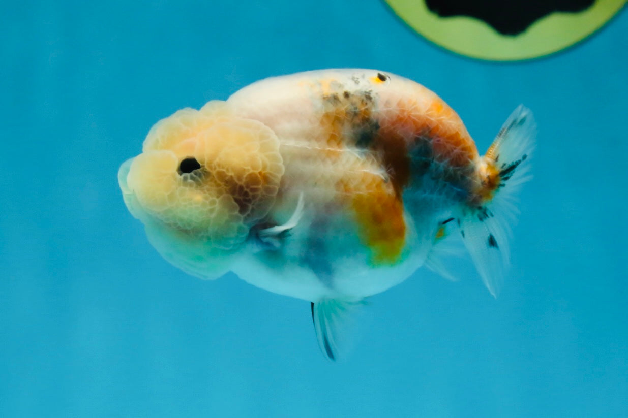 A Grade Calico LionQueen 3.5 inches #051625LC_04