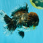 CHUBBY AAA Grade Godzilla Kirin Oranda Male 6.5 inches #050826OR_02