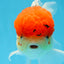 MARIO Red Cap Oranda Male 5-5.5 inches #072525OR_15