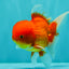 UNIQUE A Grade Red White Oranda Male 5.5 inches #070626OR_10