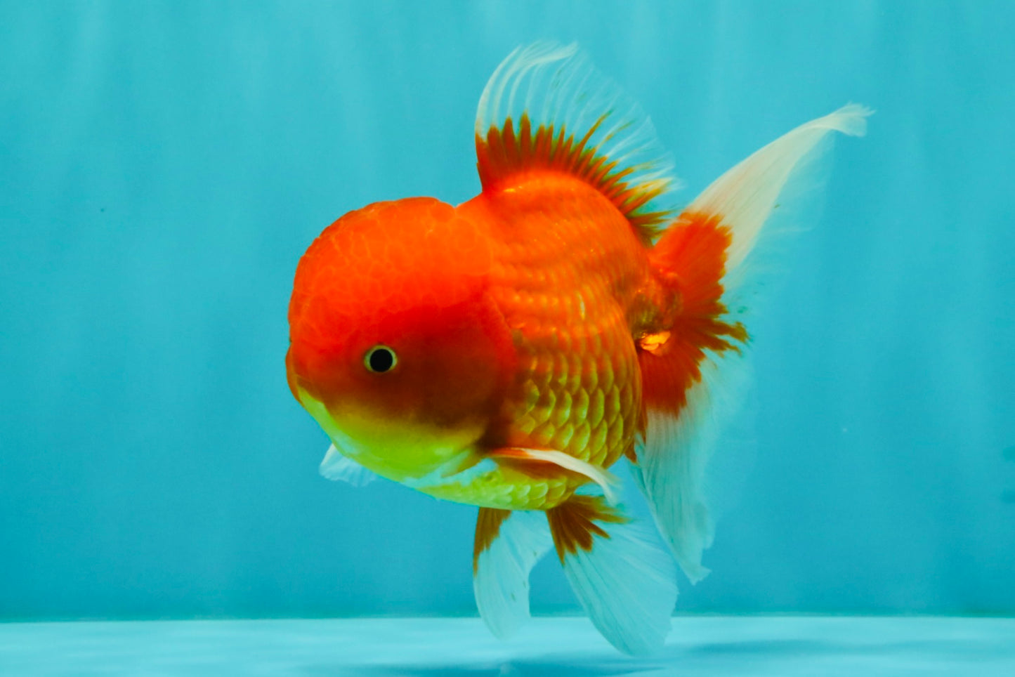 UNIQUE A Grade Red White Oranda Male 5.5 inches #070626OR_10