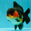 SHOW GRADE CHUBBY Tricolor Yuanbao Male 5 inches #071026YB_08