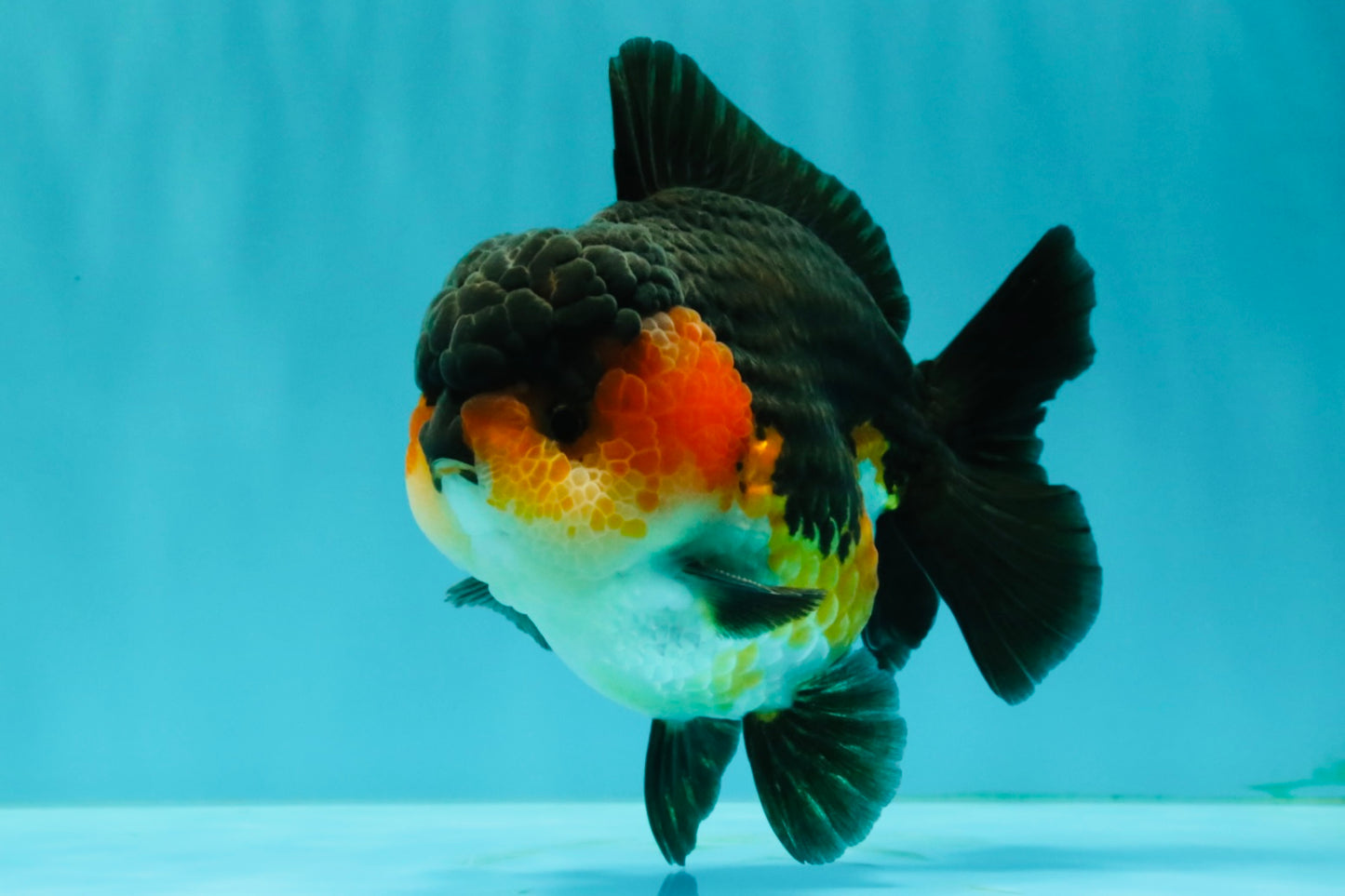 SHOW GRADE CHUBBY Tricolor Yuanbao Male 5 inches #071026YB_08