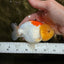 Red White Lionchu Female 4.5-5 Inches #100226LC_16