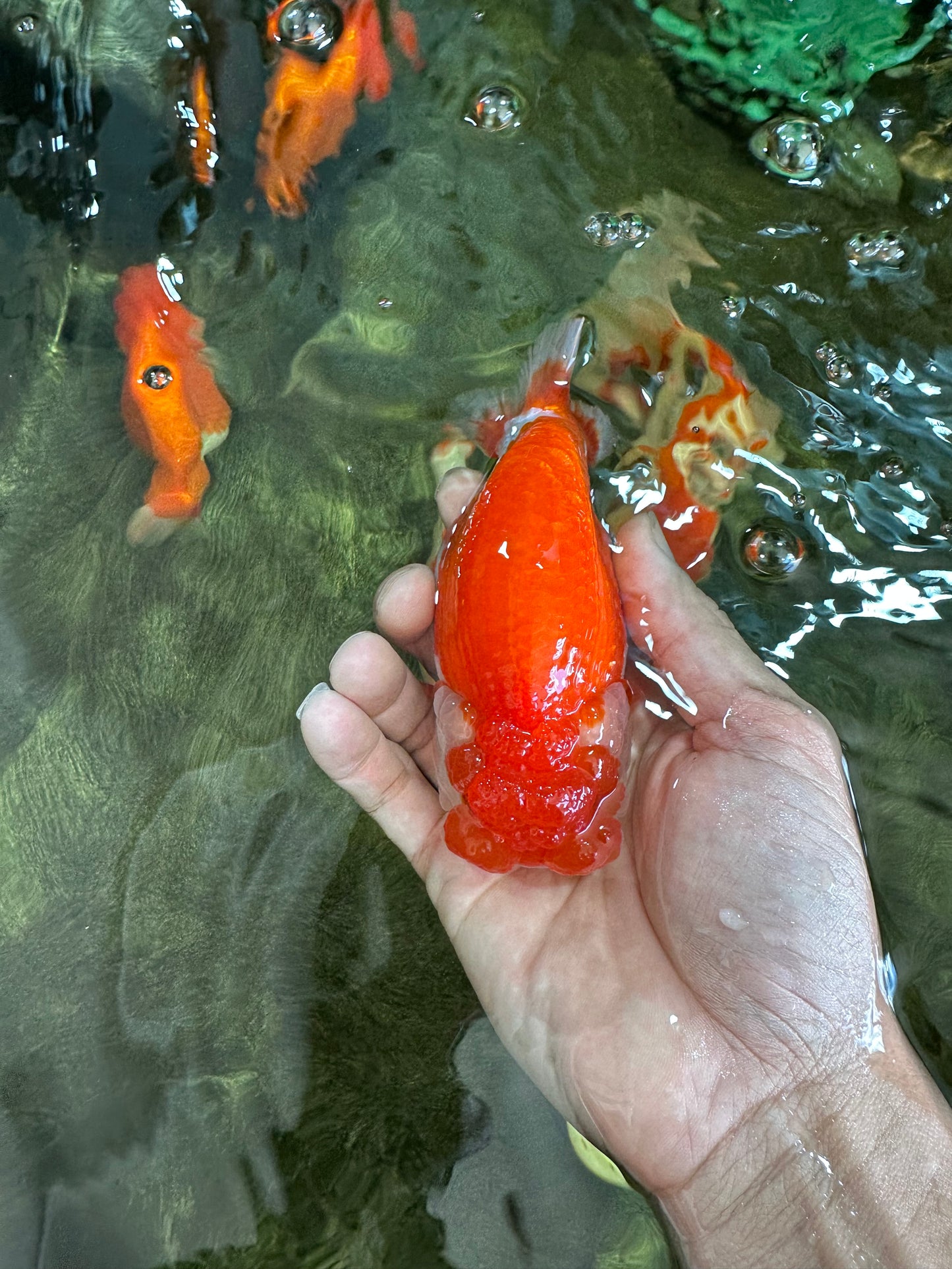 AAA Grade SUPER Red White LionQueen 4.5 inches #051625LC_35