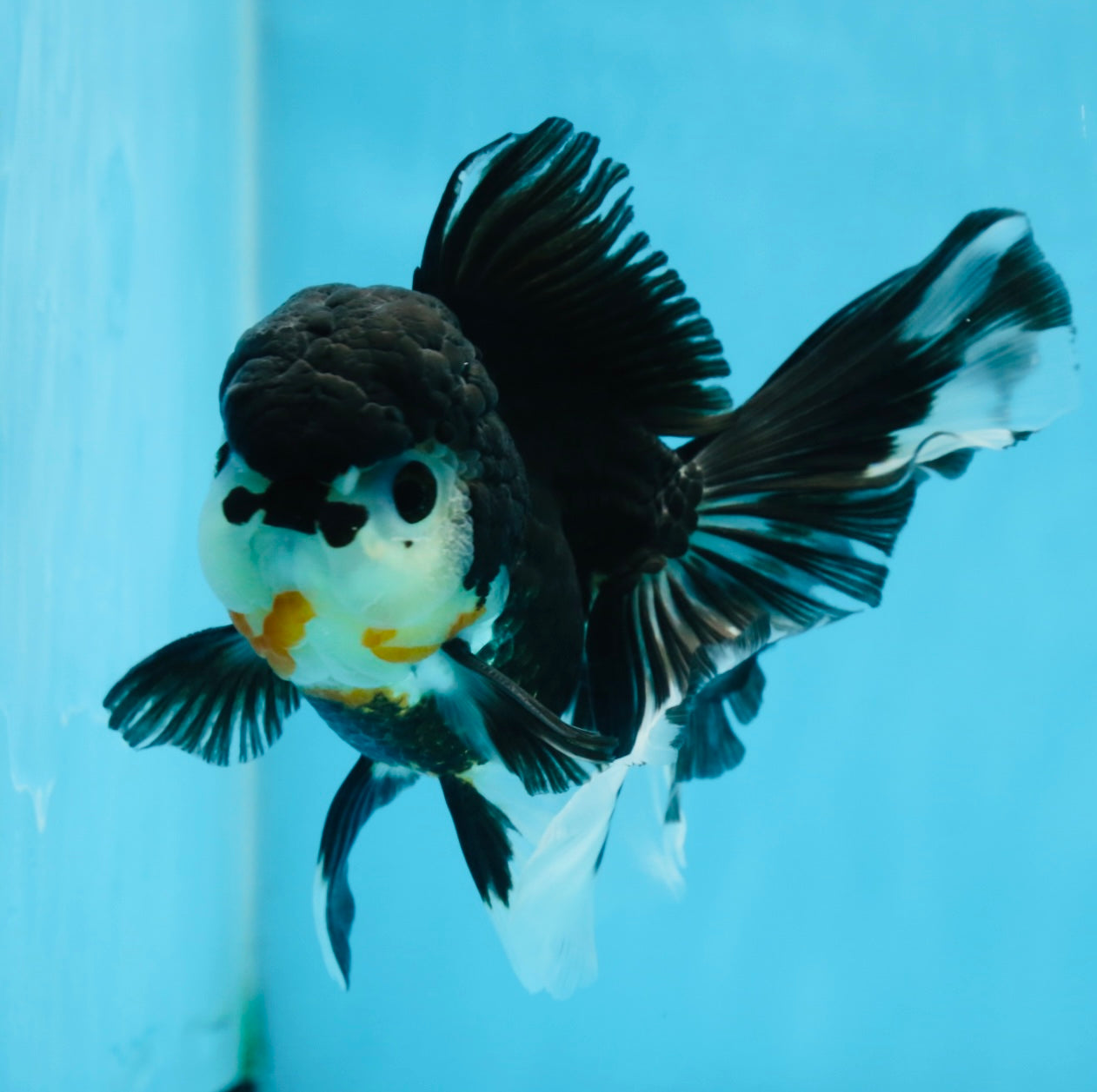 A Grade CHARLIE CHAPLIN Tricolor Button Eyes Oranda Female 5.5 inches #072525OR_21