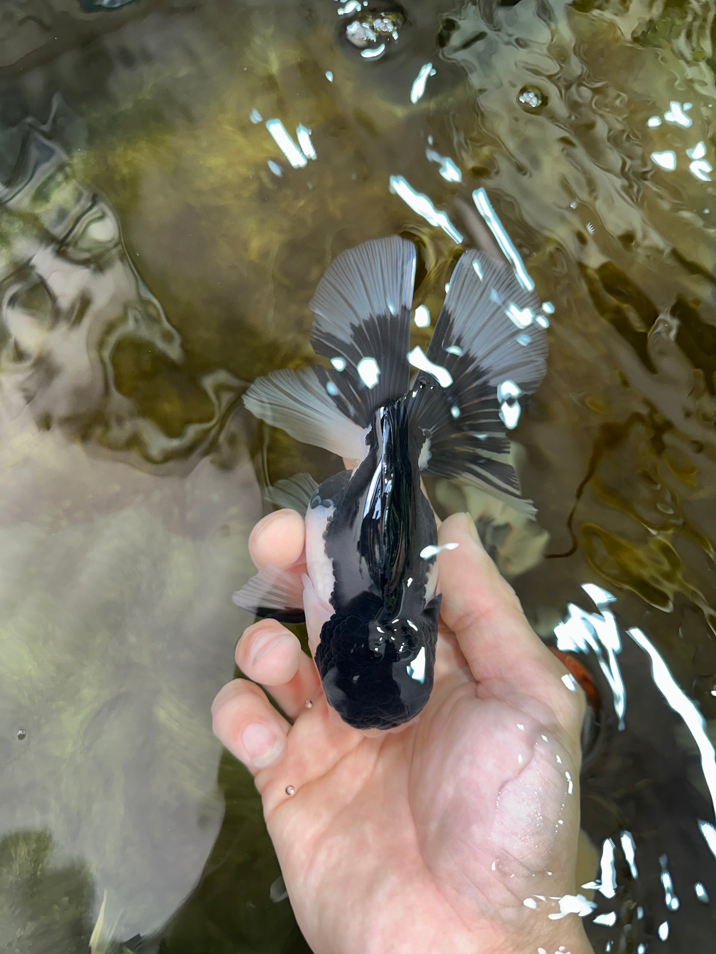 A Grade Panda Oranda Female 5-5.5 inches #051625OR_34