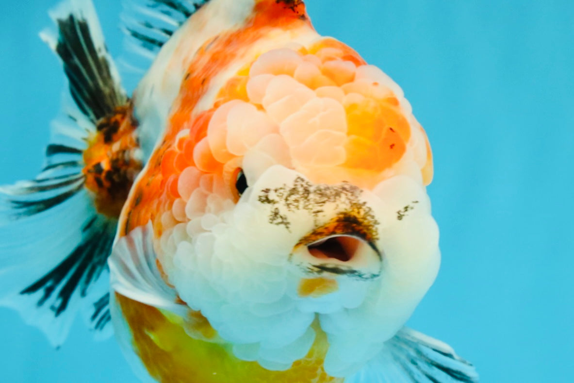 A Grade Sakura Yuanbao Female 5.5 inches #041026YB_24