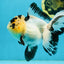 AAA Grade Panda Butterfly Oranda Female 5.5 inches #121324OR_14