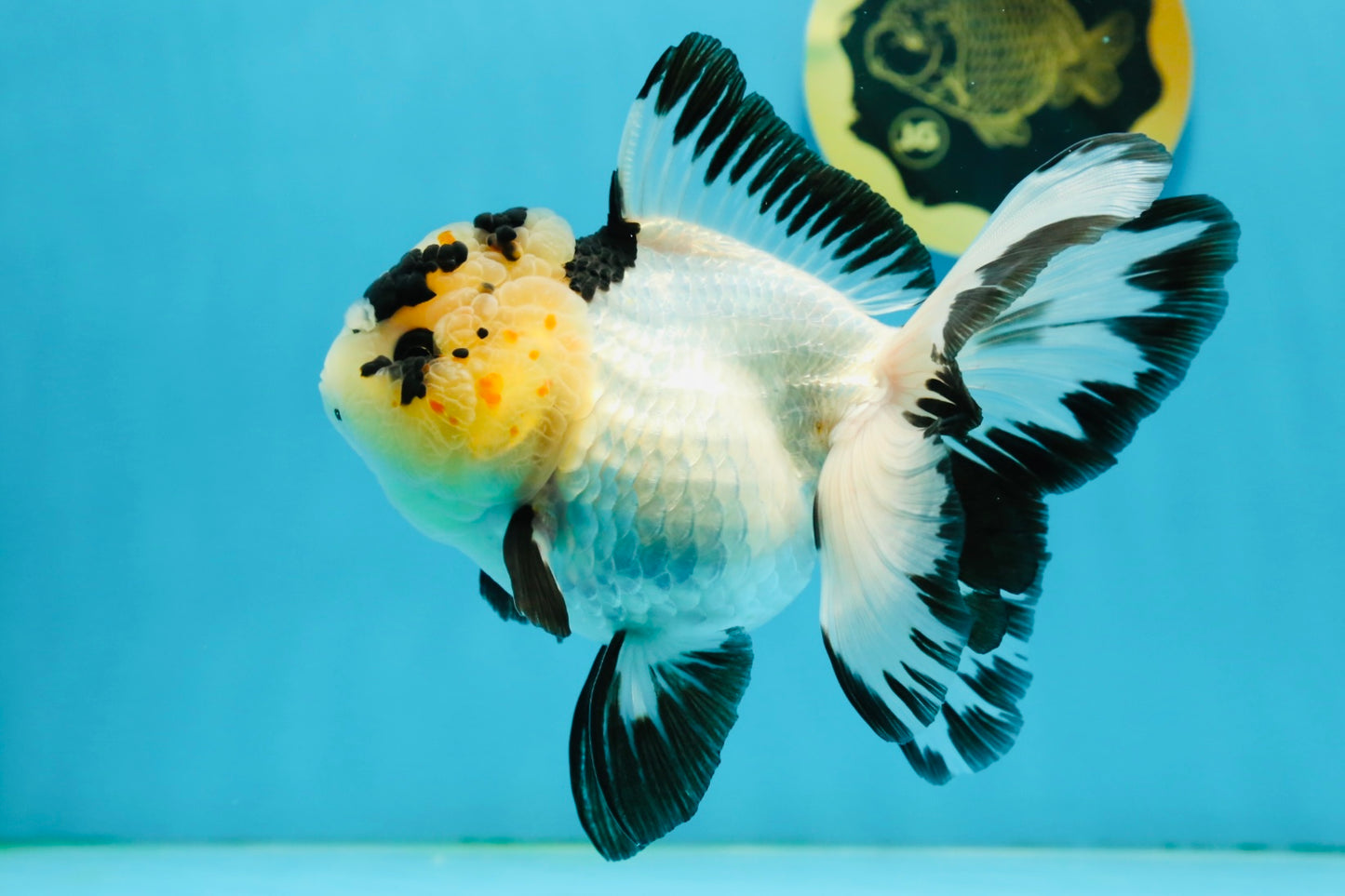 AAA Grade Panda Butterfly Oranda Female 5.5 inches #121324OR_14