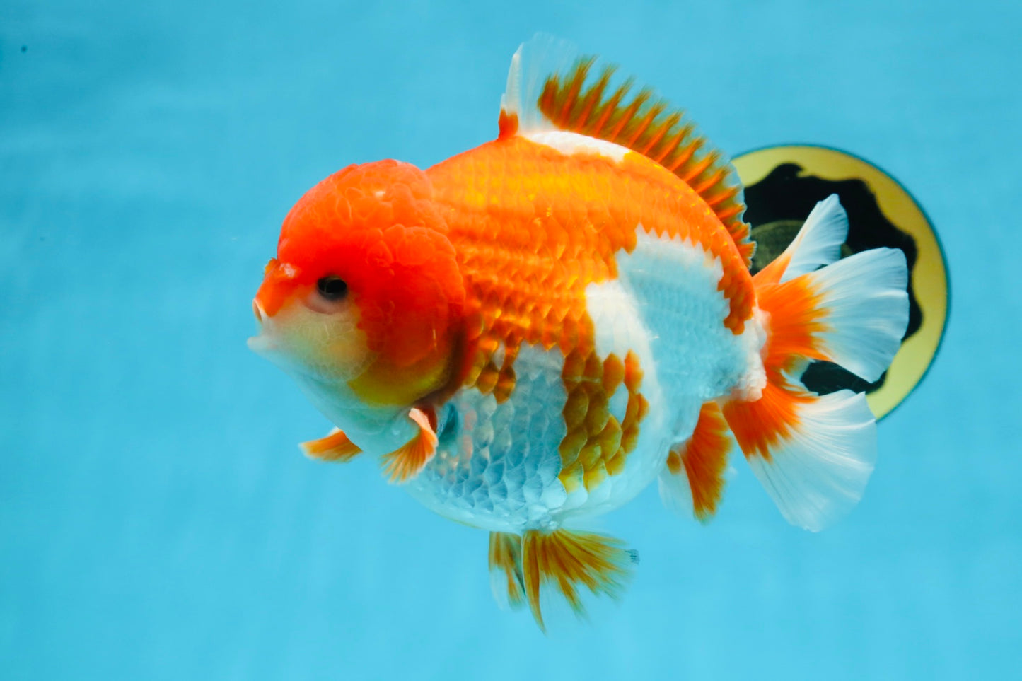 SHOW GRADE Godzilla Red White Yuanbao Male 5.5 inches #101025YB_27