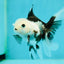 Solid White Black Panda Oranda Female 3-3.5 inches #1011OR_30