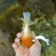 A Grade Lemonhead Oranda Male 4.5-5 inches #080125OR_25