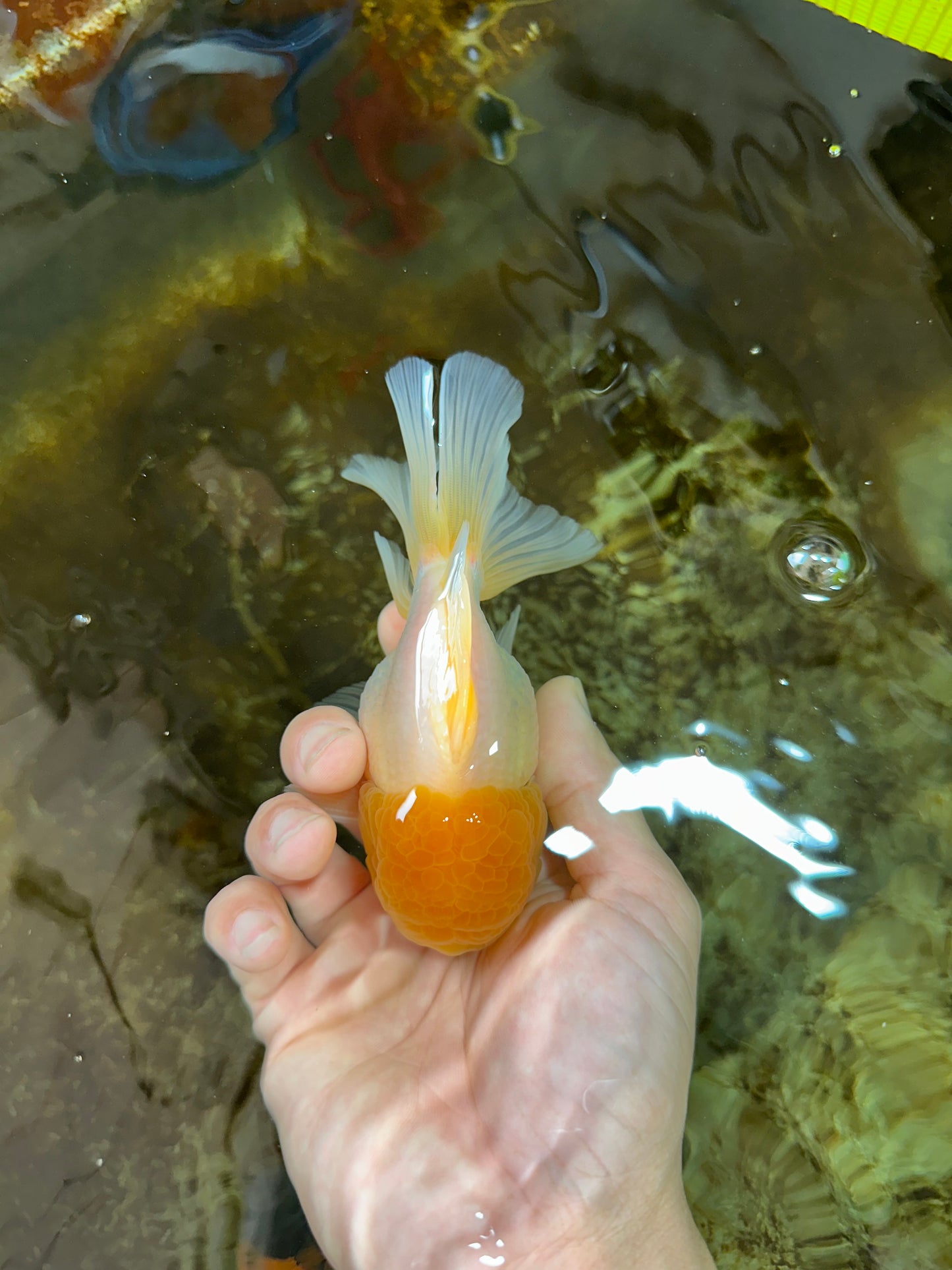 A Grade Lemonhead Oranda Male 4.5-5 inches #080125OR_25