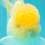 A Grade White Oranda Male 5.5 inches #101626OR_09