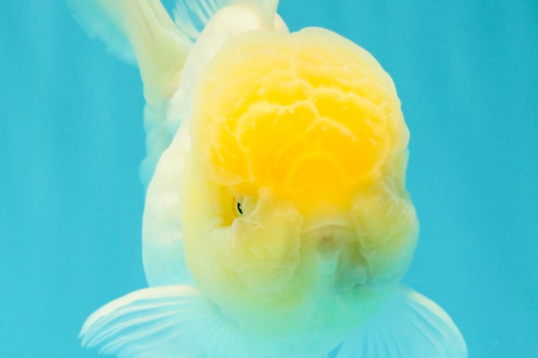 A Grade White Oranda Male 5.5 inches #101626OR_09