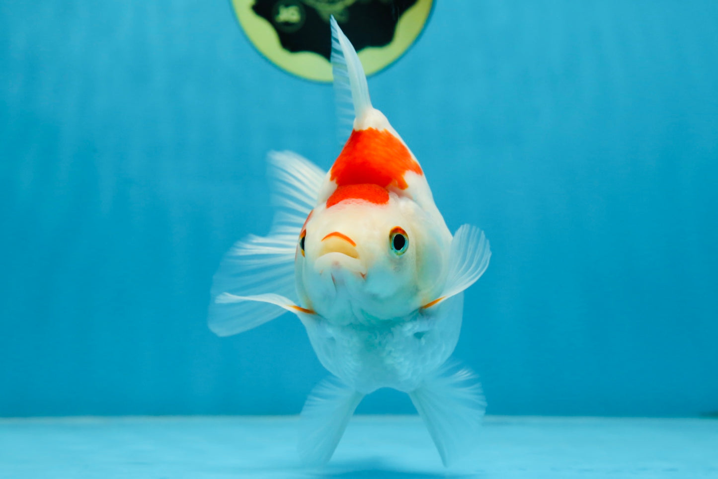 A Grade Kohaku Ryukin Red White Female 5 inches #070425RK_03