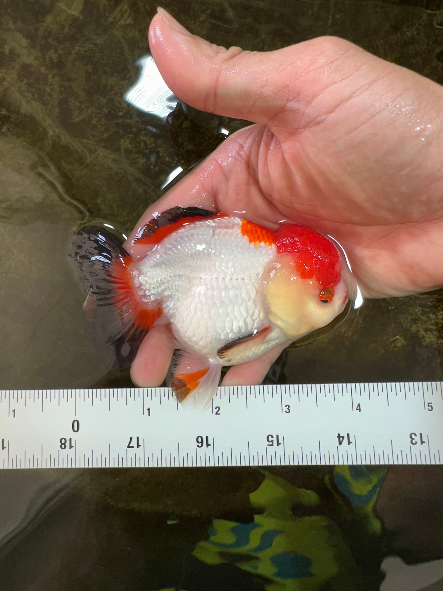 A Grade Pompom Tricolor Yuanbao Male 4 inches #071125YB_17