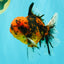 SPECIAL AAA Grade Tiger Oranda Male 6 inches #073126OR_23