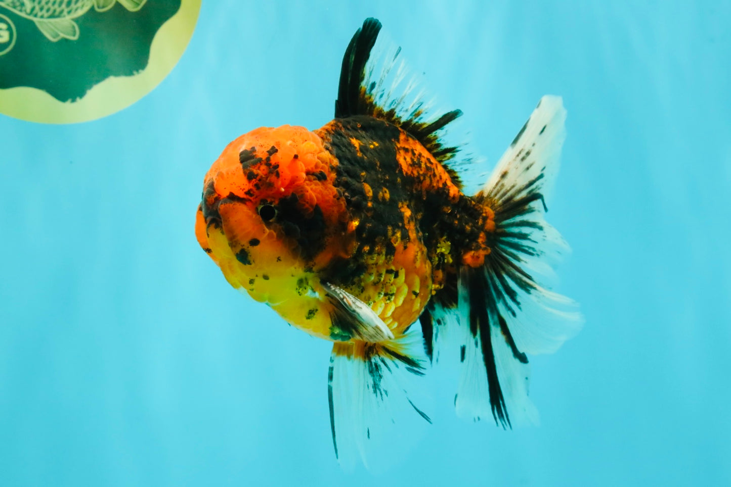 SPECIAL AAA Grade Tiger Oranda Male 6 inches #073126OR_23