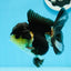 AAA Grade Tricolor Oranda Female 4.5 inches #0920OR_28