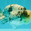 White Tiger Ranchu Female 5-5.5 inches #102326RC_04